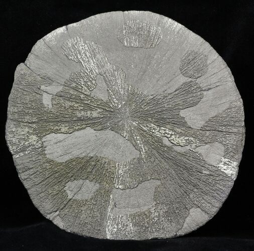 Large Pyrite Sun - Illinois #31165